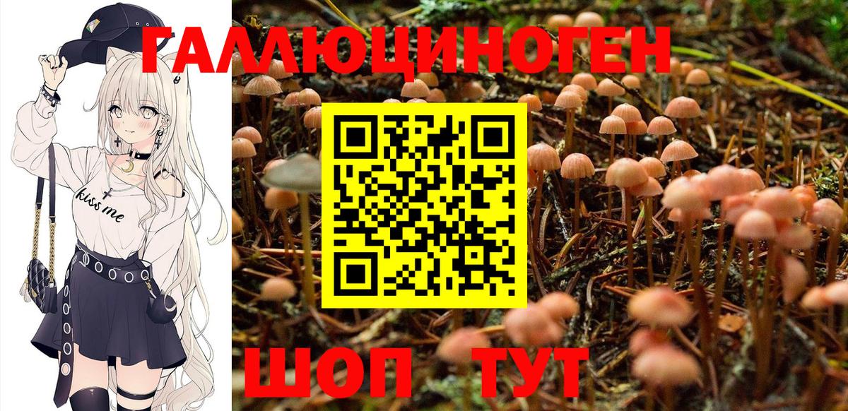 Псилоцибиновые грибы Cubensis Кстово